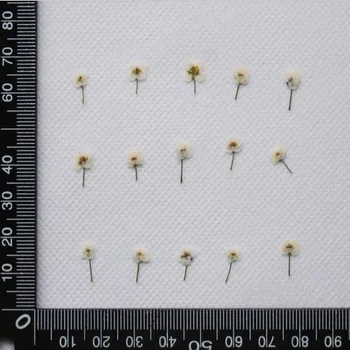 20buc Presate Uscat Mini Lobularia Maritima Plante cu Flori Ierbar Pentru Bijuterii carte Poștală Carte de Invitație de a Face Accesorii